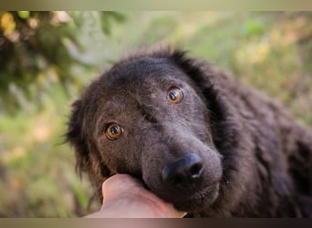 HARDY - der aufgeschlossene junge Rüde freut sich auf ein tolles Zuhause!