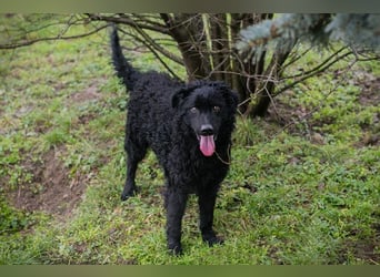 Chip-Nr. 259255 - wer schenkt mir sein Herz und ein tolles Für-Immer Zuhause?