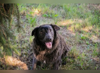 HARDY - der aufgeschlossene junge Rüde freut sich auf ein tolles Zuhause!