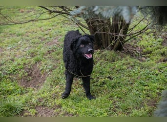 COBY - wer schenkt mir sein Herz und ein tolles Für-Immer Zuhause?