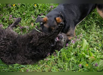 PRISKA - wer zeigt der ängstlichen Hündin, wie schön ein Hundeleben sein kann?