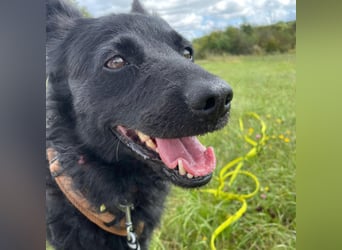 Ruhige Mérida sucht ihr Zuhause ❤️