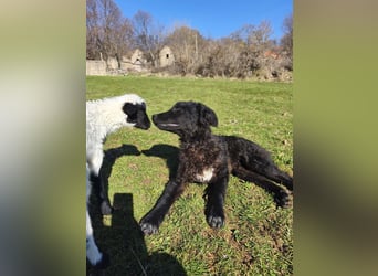 BIKE sucht seine Herzmenschen❤️