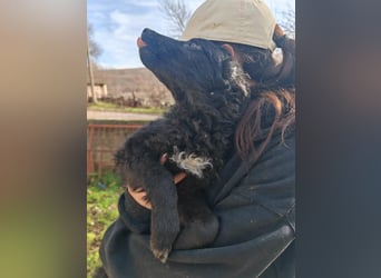 Sweetboy BIKE sucht Zuhause oder Pflegestelle ❤️