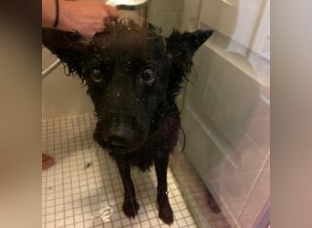 Ruhige Mérida sucht ihr Zuhause ❤️