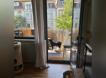 Ruhige Mérida sucht ihr Zuhause ❤️