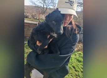 Sweetboy BIKE sucht Zuhause oder Pflegestelle ❤️