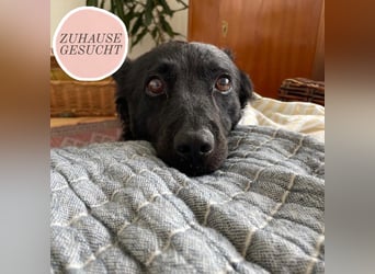 Ruhige Mérida sucht ihr Zuhause ❤️