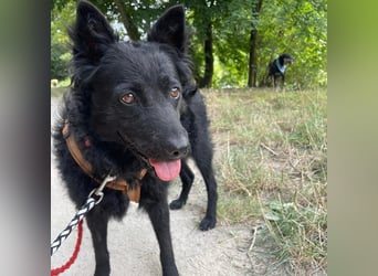 Ruhige Mérida sucht ihr Zuhause ❤️