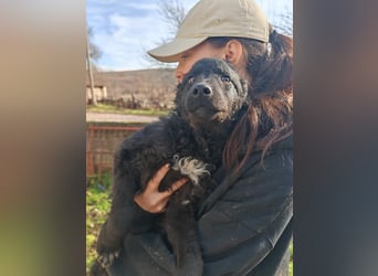 Sweetboy BIKE sucht Zuhause oder Pflegestelle ❤️