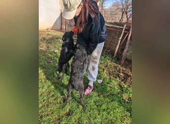 Sweetboy BIKE sucht Zuhause oder Pflegestelle ❤️