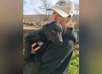 Sweetboy BIKE sucht Zuhause oder Pflegestelle ❤️