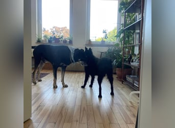 Ruhige Mérida sucht ihr Zuhause ❤️