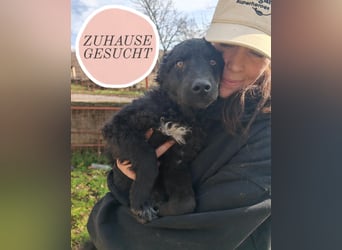 Sweetboy BIKE sucht Zuhause oder Pflegestelle ❤️