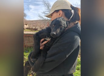 Sweetboy BIKE sucht Zuhause oder Pflegestelle ❤️