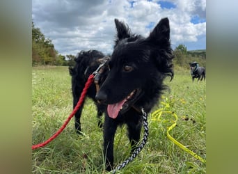Ruhige Mérida sucht ihr Zuhause ❤️