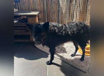 Ruhige Mérida sucht ihr Zuhause ❤️