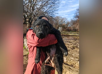 Sweetboy BIKE sucht Zuhause oder Pflegestelle ❤️