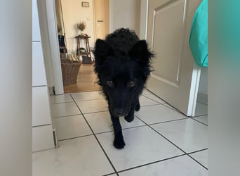 Ruhige Mérida sucht ihr Zuhause ❤️