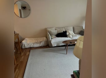 Ruhige Mérida sucht ihr Zuhause ❤️