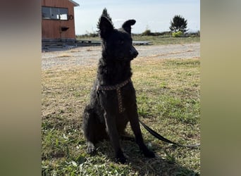 Dora eine schwarze Perle