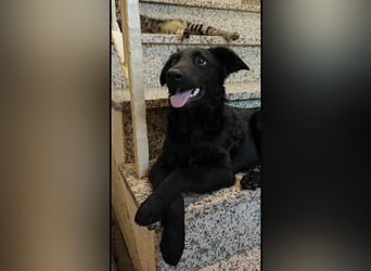 Nero ein Traumhund mit Traumwesen