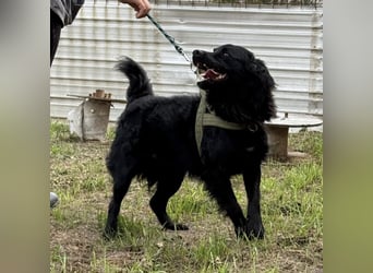 Tobi ein wundervoller Rüde