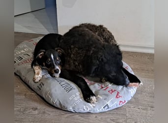 Toni ein sehr intelligenter Bub