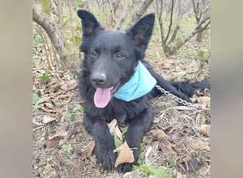 Teddy ein schwarzer Kroate