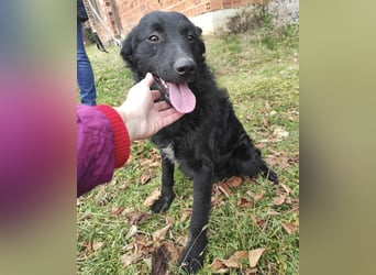 Teddy ein schwarzer Kroate