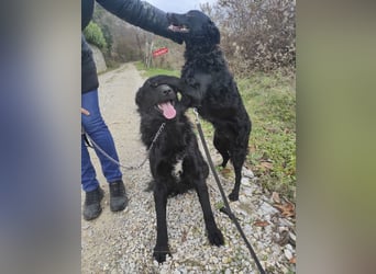 Teddy ein schwarzer Kroate