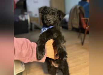 Bore ein kleiner verspielter Welpe