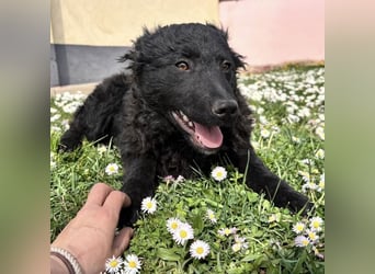 Anora ein freundliches Welpenmädchen