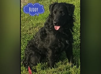 Buddy ein Prachtexemplar