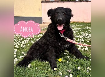 Anora ein freundliches Welpenmädchen