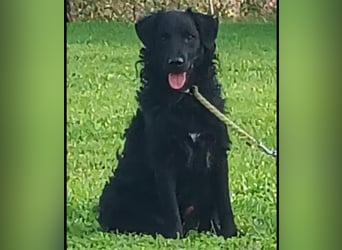Buddy ein Prachtexemplar