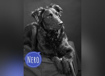 Nero ein Traumhund mit Traumwesen