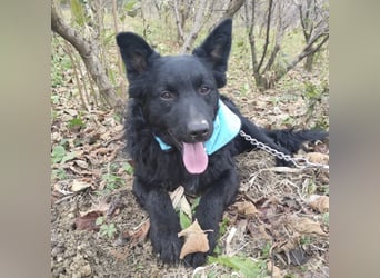 Teddy ein schwarzer Kroate