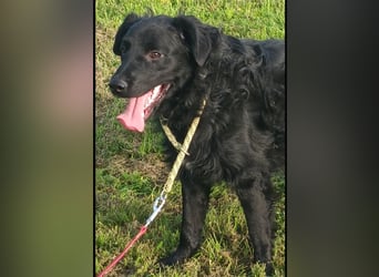 Buddy ein Prachtexemplar