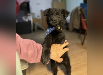 Bore ein kleiner verspielter Welpe