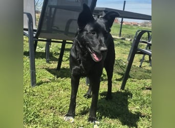 Dona eine zarte Seele