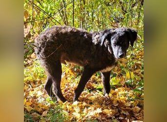 Toni ein sehr intelligenter Bub