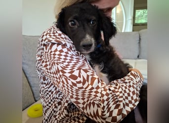 Toni ein sehr intelligenter Bub