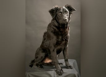 Nero ein Traumhund mit Traumwesen