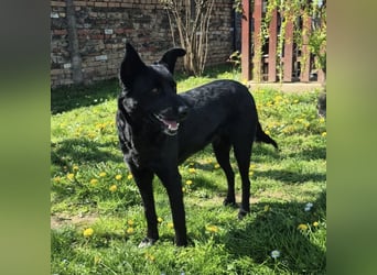 Dona eine zarte Seele