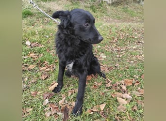 Teddy ein schwarzer Kroate