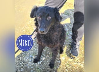 Miko braucht Sicherheit, Liebe und Geborgenheit