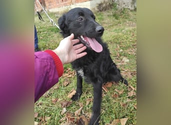 Teddy ein schwarzer Kroate