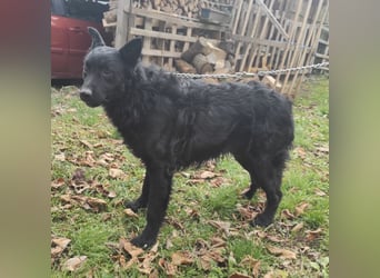 Teddy ein schwarzer Kroate