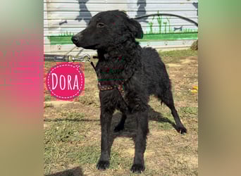 Dora eine schwarze Perle